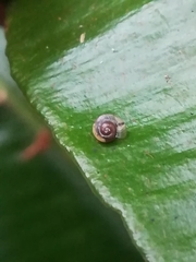 Euconulidae