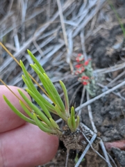 Phemeranthus rugospermus