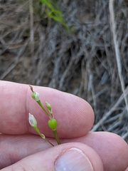 Phemeranthus rugospermus