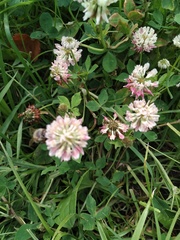 Trifolium hybridum