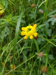 Lotus corniculatus