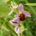 Ophrys apifera fulvofusca - Photo (c) Len Worthington, some rights reserved (CC BY-SA)