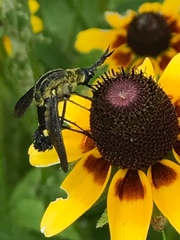 Lepidophora lepidocera