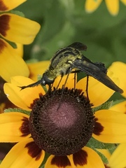 Lepidophora lepidocera