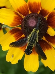 Lepidophora lepidocera