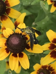 Lepidophora lepidocera