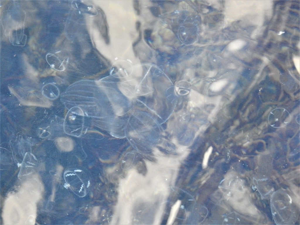 Umbrella Jelly from Northwestern Region, Iceland on June 26, 2019 at 11