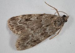 Scoparia ambigualis