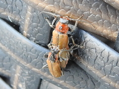 Cantharis quadripunctata