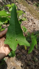 Solena amplexicaulis