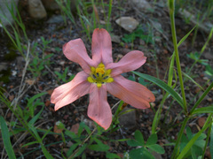 Moraea fenestrata