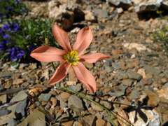 Moraea fenestrata