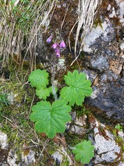 Primula matthioli