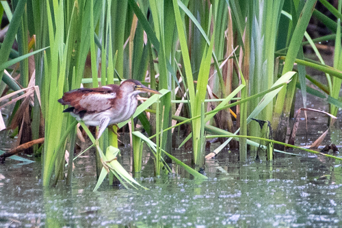 Least Bittern photographed in New Hampshire