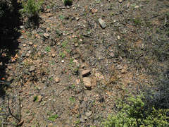Moraea fenestrata