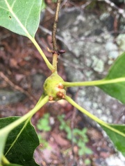 Zapatella quercusphellos