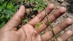 Solena amplexicaulis