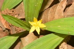 Curculigo orchioides