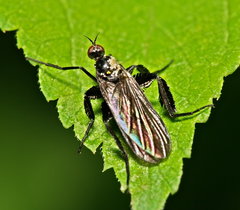 Empis pennipes