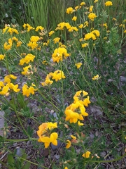 Lotus corniculatus