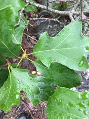 Zapatella quercusphellos