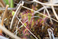 Drosera anglica