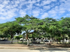 Delonix regia