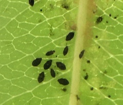 Myzus cerasi