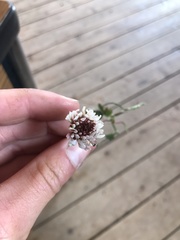 Trifolium hybridum