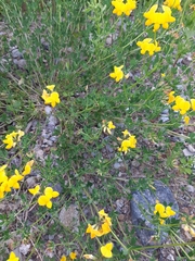 Lotus corniculatus