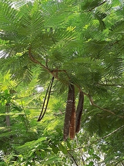 Delonix regia