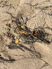 Fucus spiralis