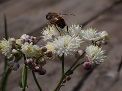 Thalictrum petaloideum
