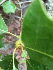 Zapatella quercusphellos