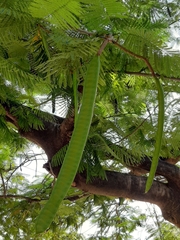 Delonix regia