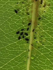 Myzus cerasi