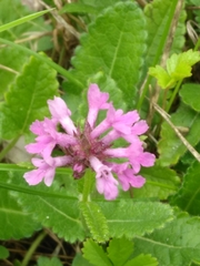 Betonica officinalis