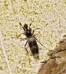 Tachydromia arrogans