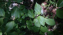 Cornus florida urbiniana