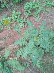 Packera sanguisorbae