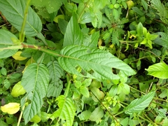 Tadehagi triquetrum