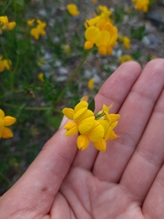 Lotus corniculatus