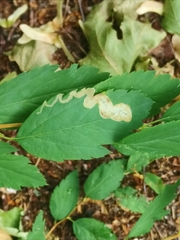 Agromyza spiraeoidearum