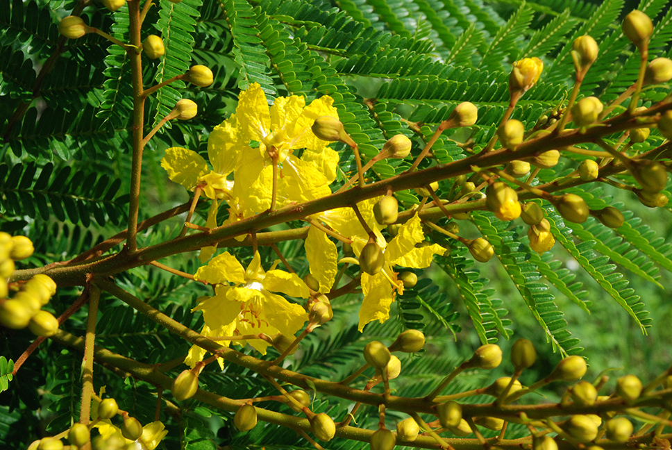 Peltophorum dubium, Highlands County, FL, USA