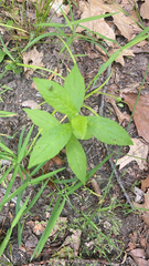 Hybanthus concolor