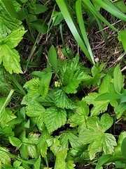 Geranium nodosum