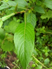 Tadehagi triquetrum