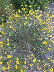 Lotus corniculatus