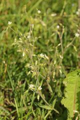 Cerastium holosteoides