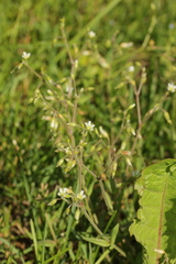 Cerastium holosteoides